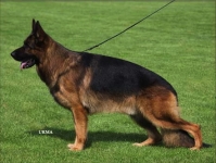 public/dog_images/661/1721213852.Omen vom Radhaus.jpg